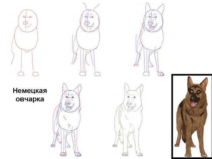 sobaka sidit