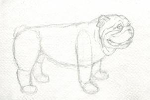 kak risovat realistichnyiy buldog1543