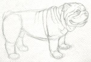 kak risovat realistichnyiy buldog1543