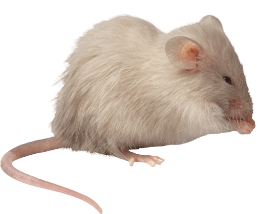 kartinki kryisa png325