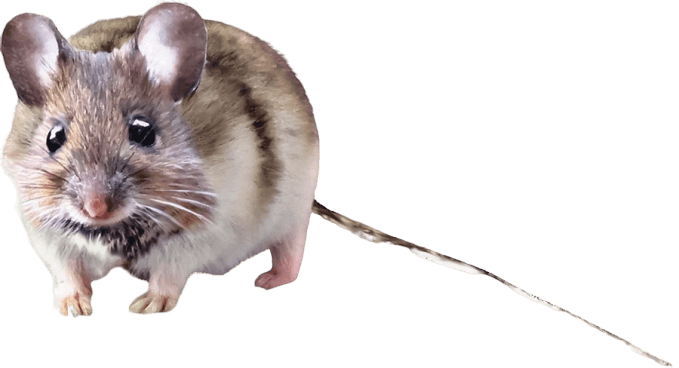 kartinki kryisa png325