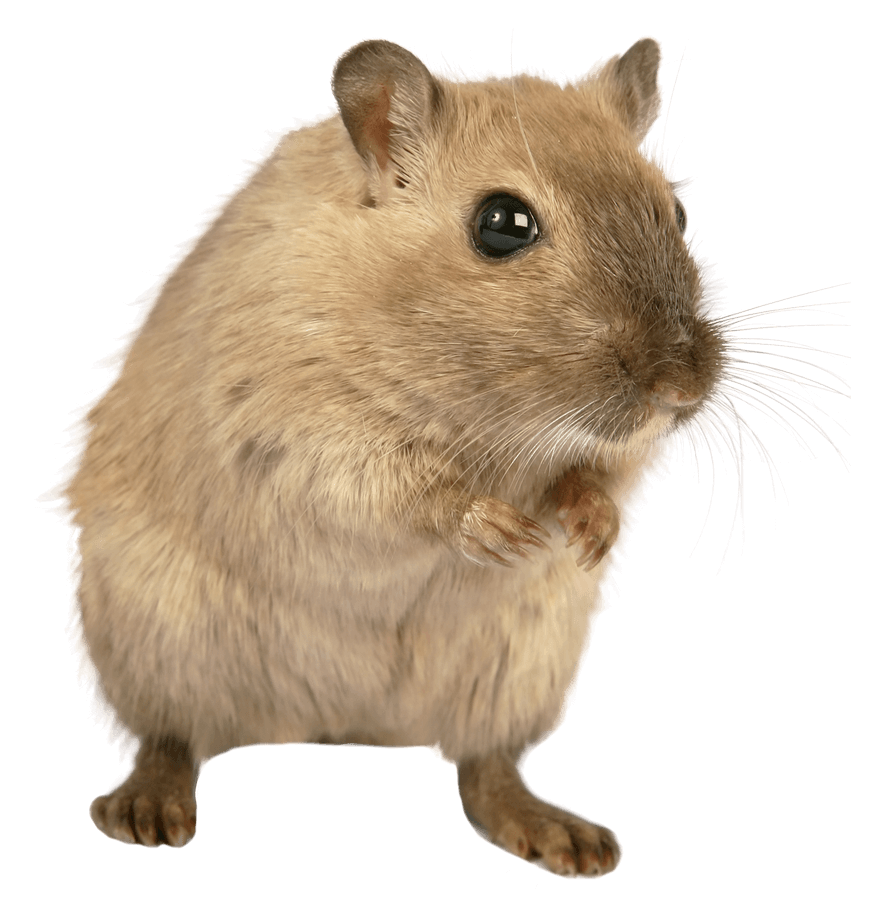 kartinki kryisa png325