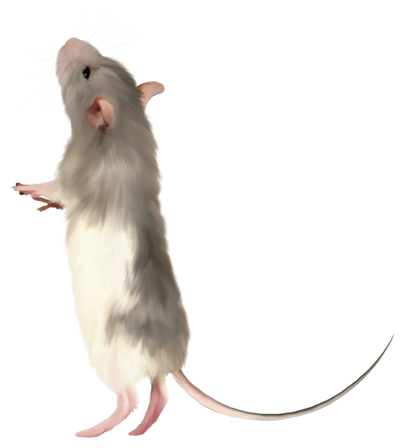 kartinki kryisa png325