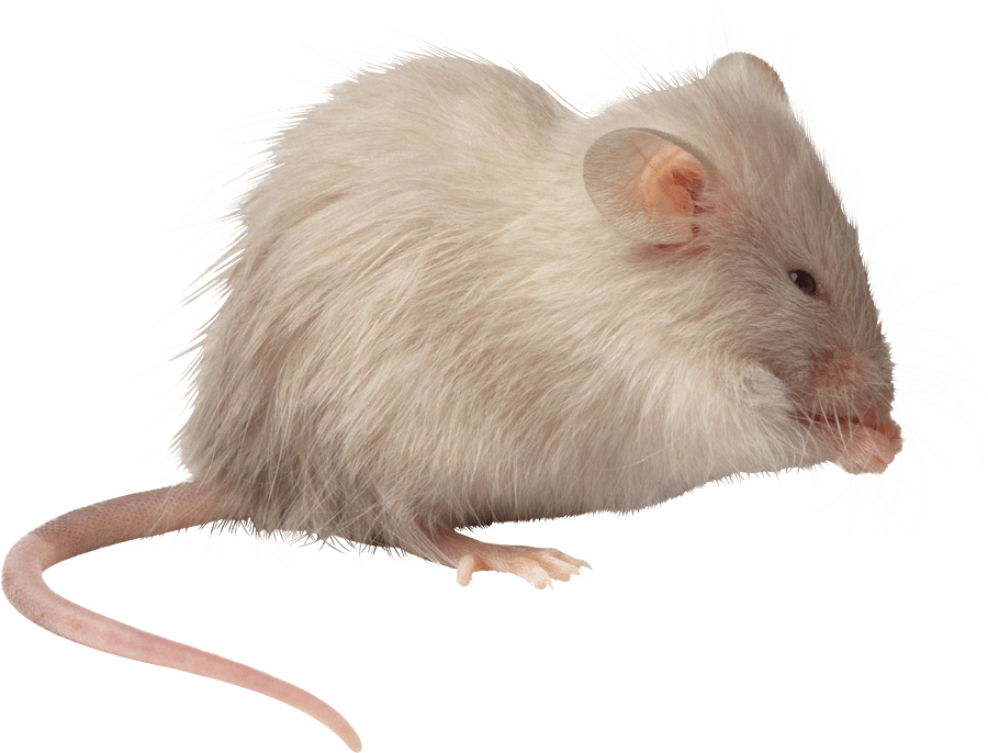 kartinki kryisa png325