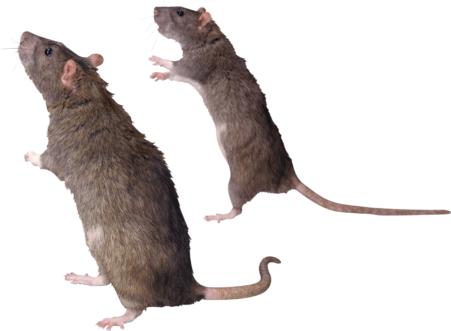 kartinki kryisa png325