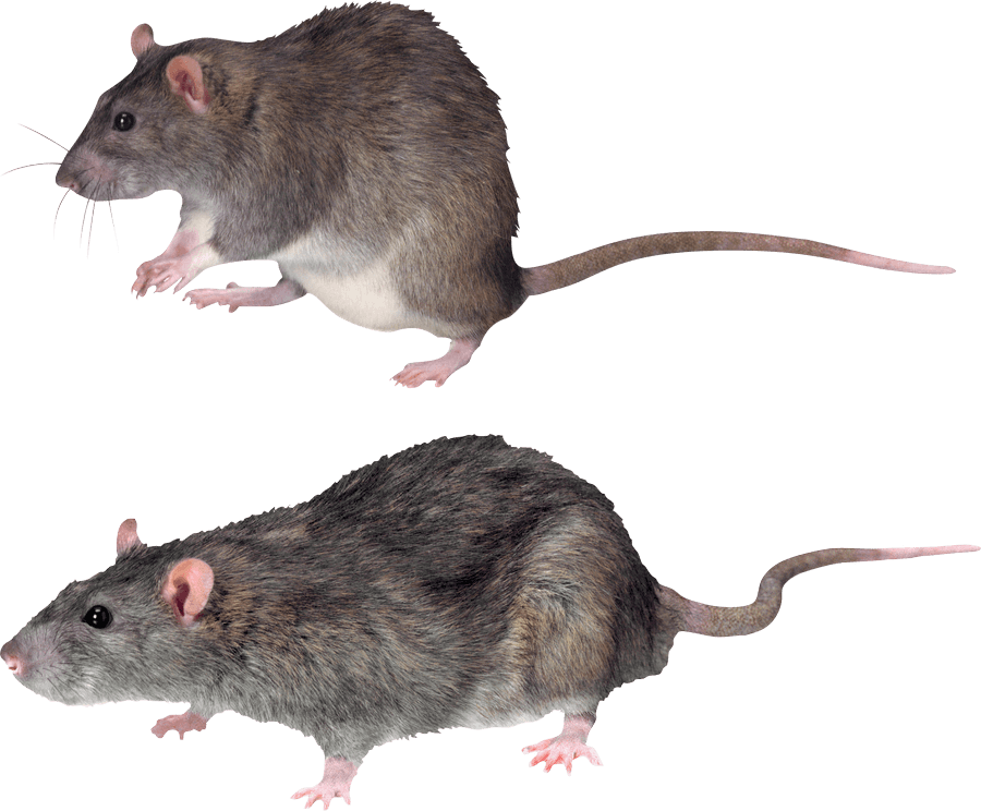 kartinki kryisa png325