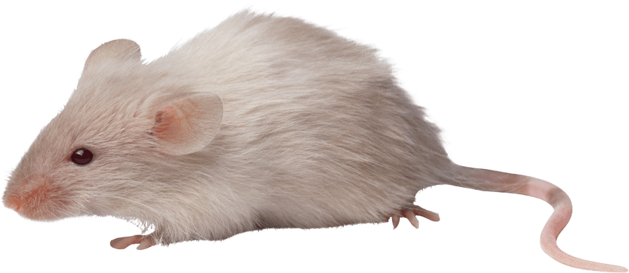 kartinki kryisa png325