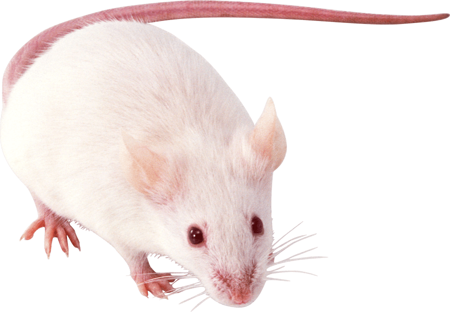 kartinki kryisa png325