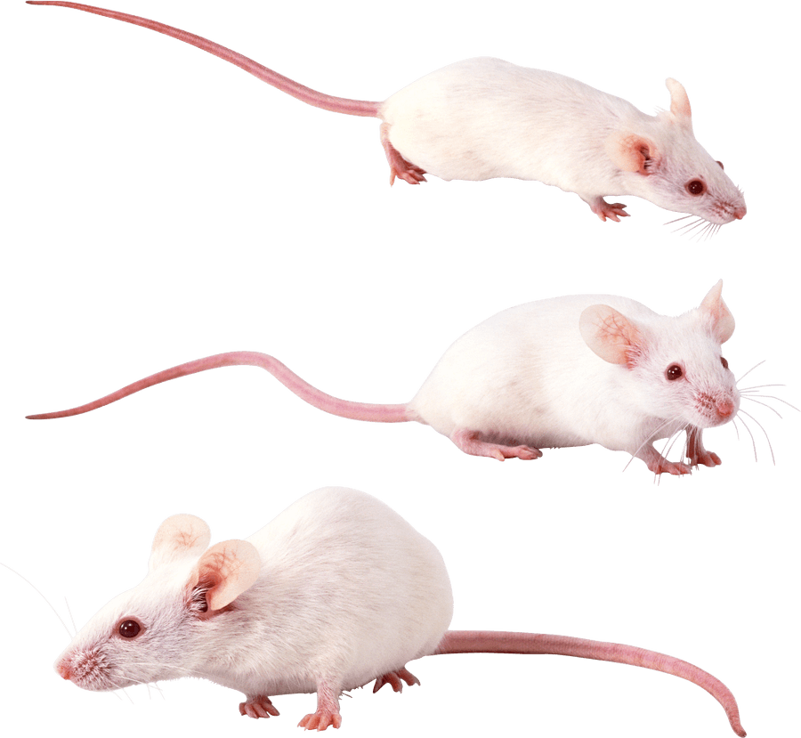kartinki kryisa png325