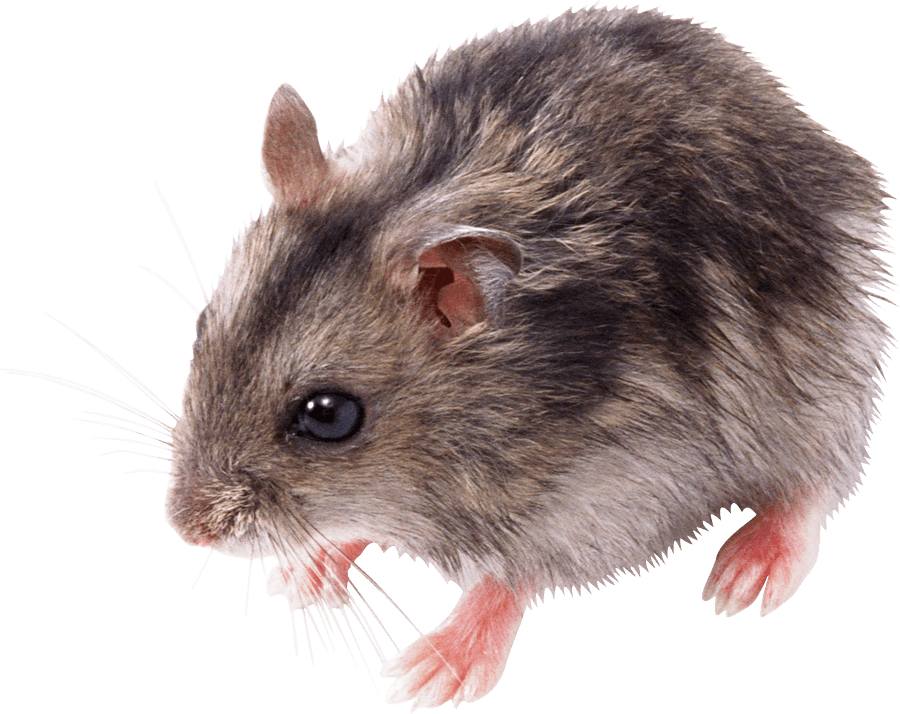 kartinki kryisa png325