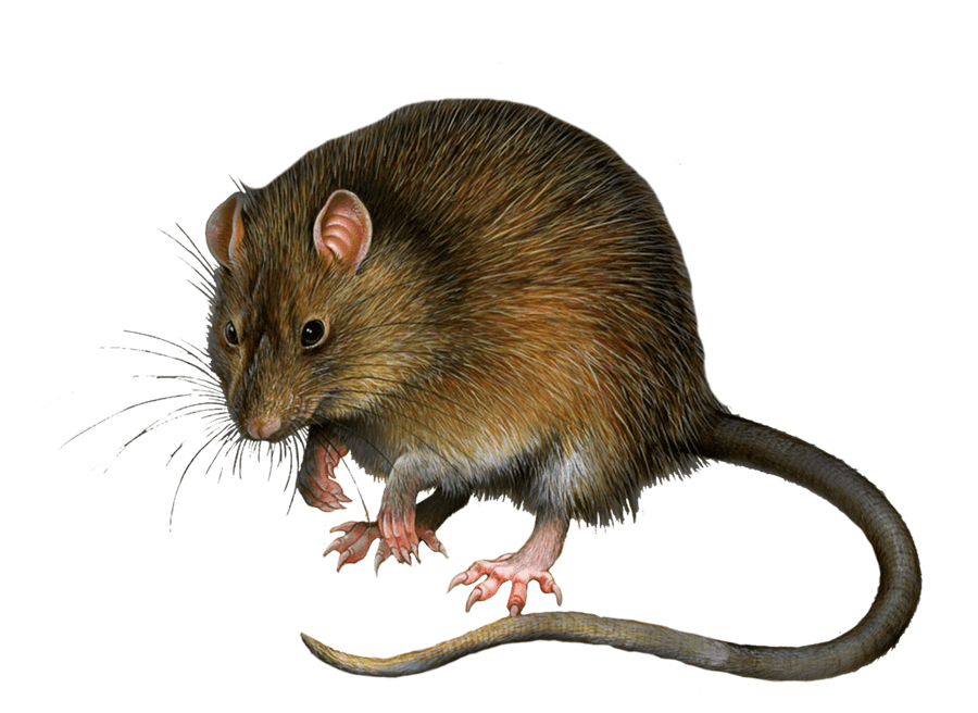 kartinki kryisa png325