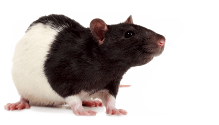 kartinki kryisa png325
