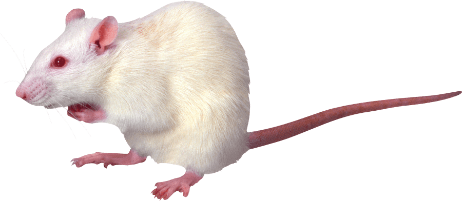 kartinki kryisa png325
